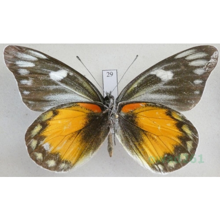 Delias zebuda Hewitson, 1862 male reverse Indonesia, Sulawesi29